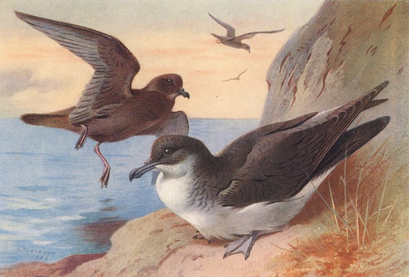 Bulwers Sturmtaucher, Manx Sturmtaucher von Archibald Thorburn