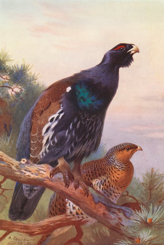 Auerhuhn (männlich und weiblich) von Archibald Thorburn