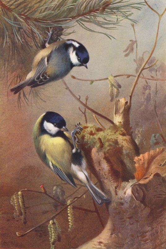 Tannenmeise, Kohlmeise von Archibald Thorburn