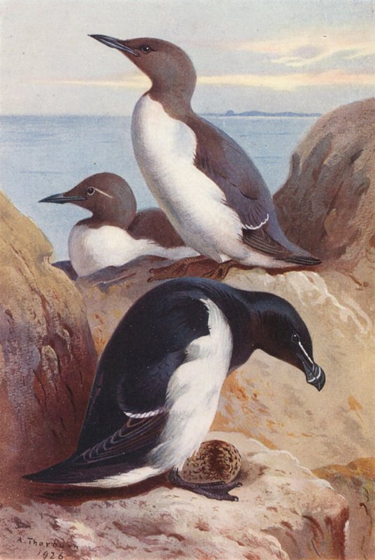 Trottellumme, Tordalk von Archibald Thorburn