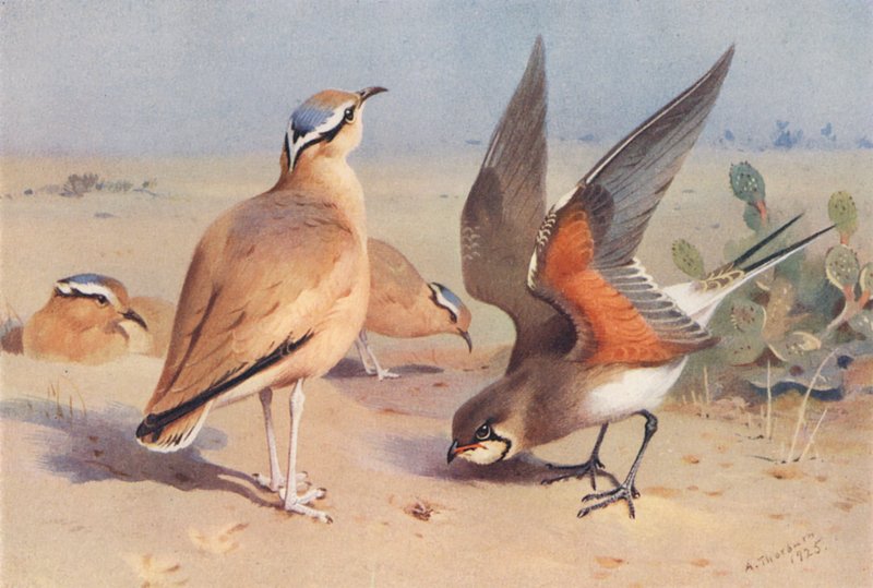 Isabellsteinschmätzer, Pratincole von Archibald Thorburn
