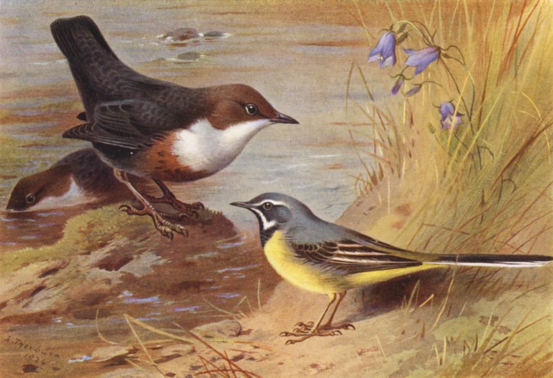 Wasseramsel, Grauwagenschwanz von Archibald Thorburn