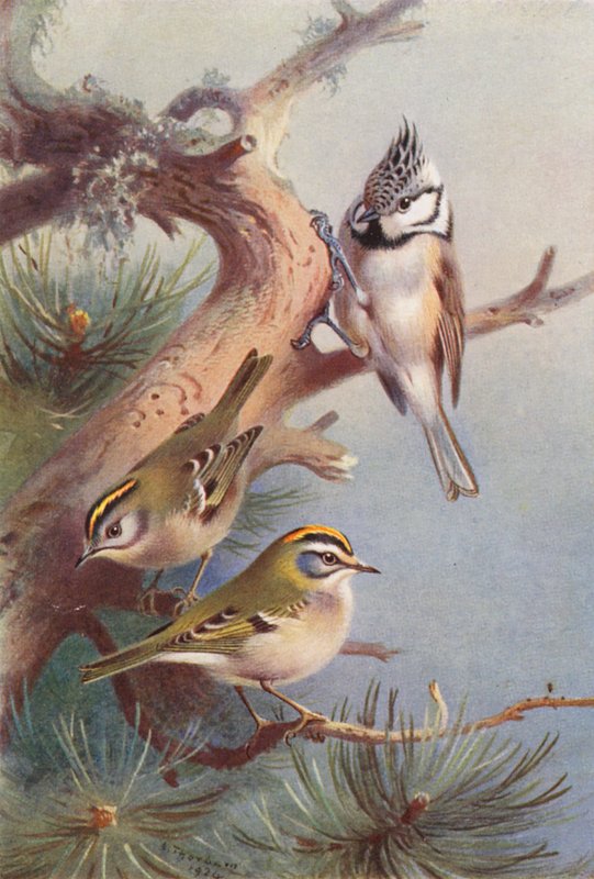 Wintergoldhähnchen, Sommergoldhähnchen, Haubenmeise von Archibald Thorburn