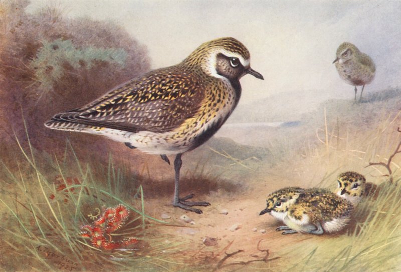 Goldregenpfeifer (Sommer) von Archibald Thorburn