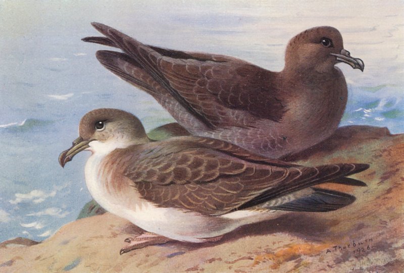 Großer Sturmtaucher, Rußsturmvogel von Archibald Thorburn