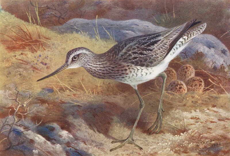 Grünschenkel von Archibald Thorburn