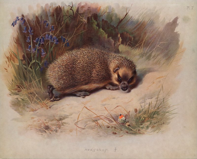 Igel von Archibald Thorburn