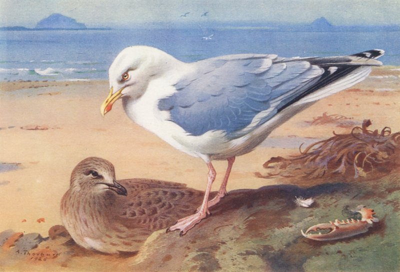 Silbermöwe (erwachsen und jung) von Archibald Thorburn