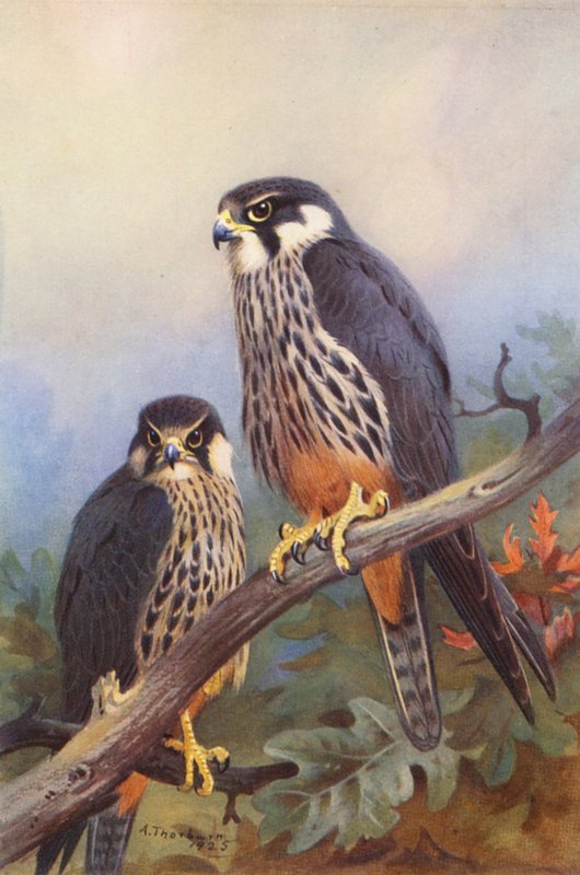 Baumfalke (männlich und weiblich) von Archibald Thorburn