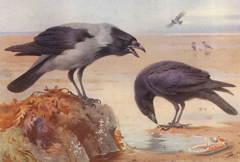 Nebelkrähe, Aaskrähe von Archibald Thorburn