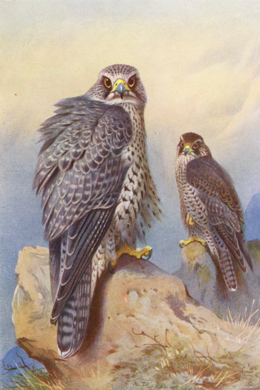 Isländischer Falke, Gerfalke (Farblithographie) von Archibald Thorburn