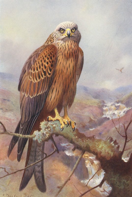 Drachen von Archibald Thorburn