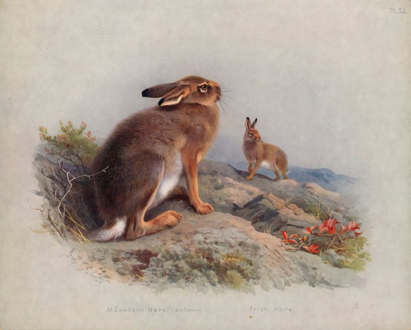 Schneehase (Herbst), Irischer Hase von Archibald Thorburn
