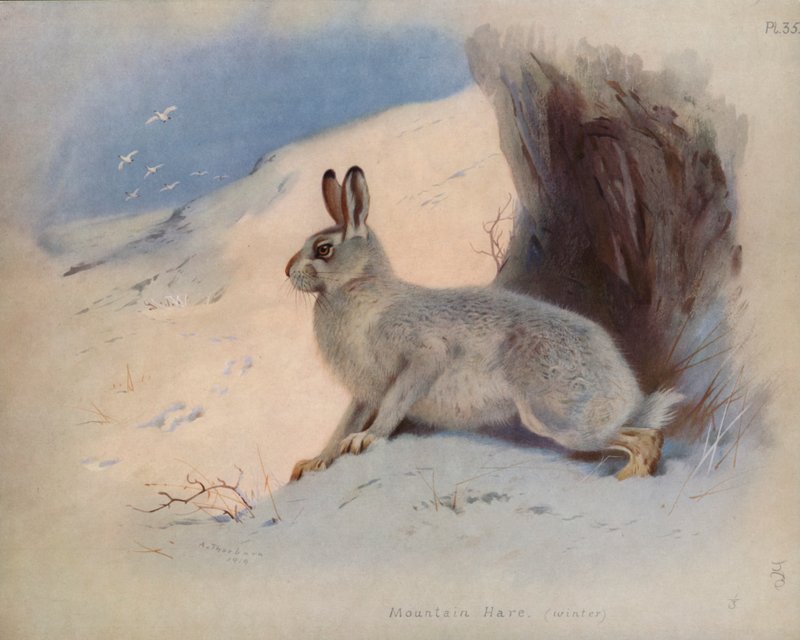Schneehase (Winter) von Archibald Thorburn