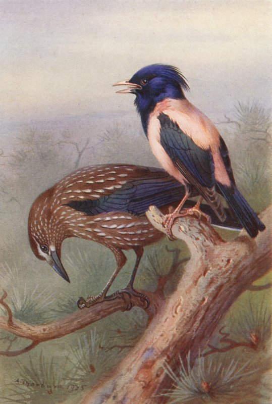 Nussknacker, Rosenstare (Farblithografie) von Archibald Thorburn