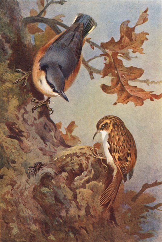 Kleiber, Baumläufer von Archibald Thorburn