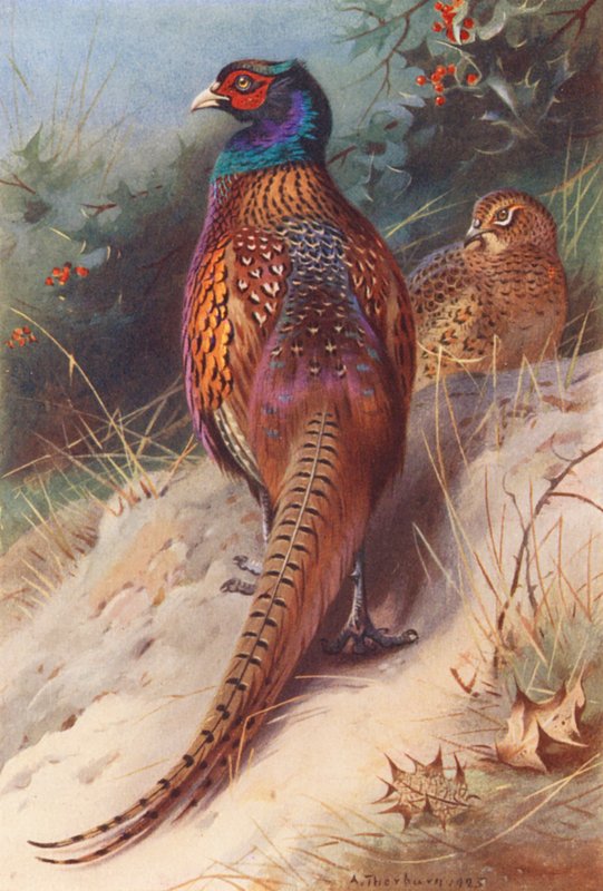 Fasan (männlich und weiblich) von Archibald Thorburn