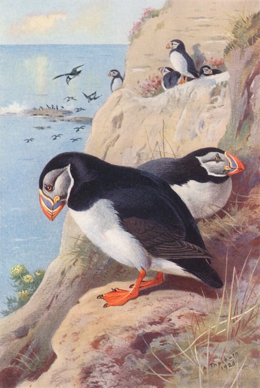 Papageitaucher von Archibald Thorburn