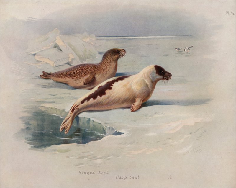 Ringelrobbe, Sattelrobbe von Archibald Thorburn