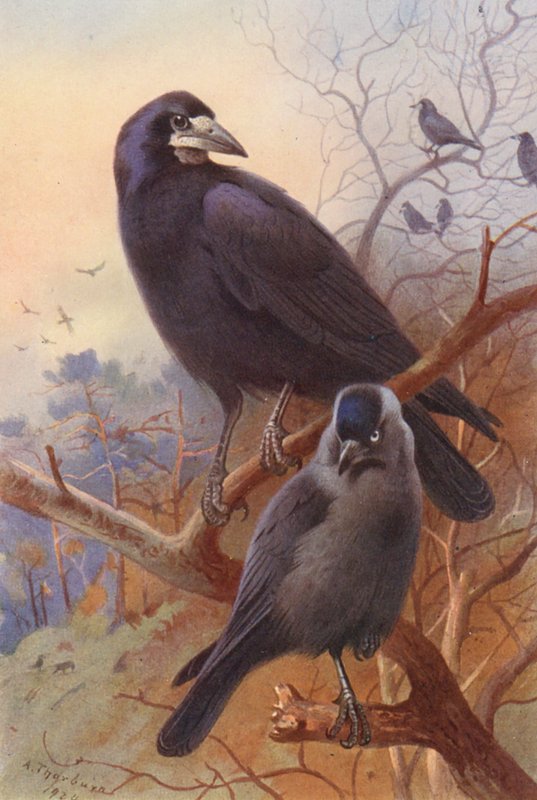 Saatkrähe, Dohle von Archibald Thorburn