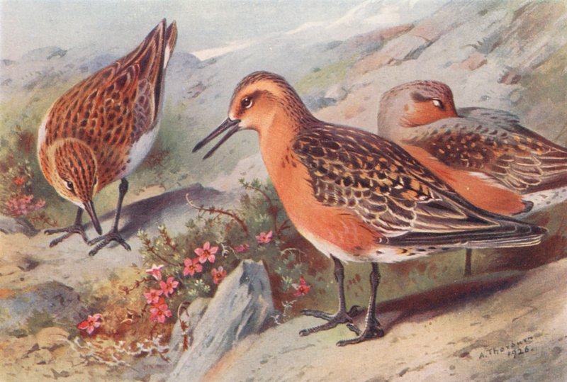 Sanderling (Sommer), Knutt (Sommer) von Archibald Thorburn