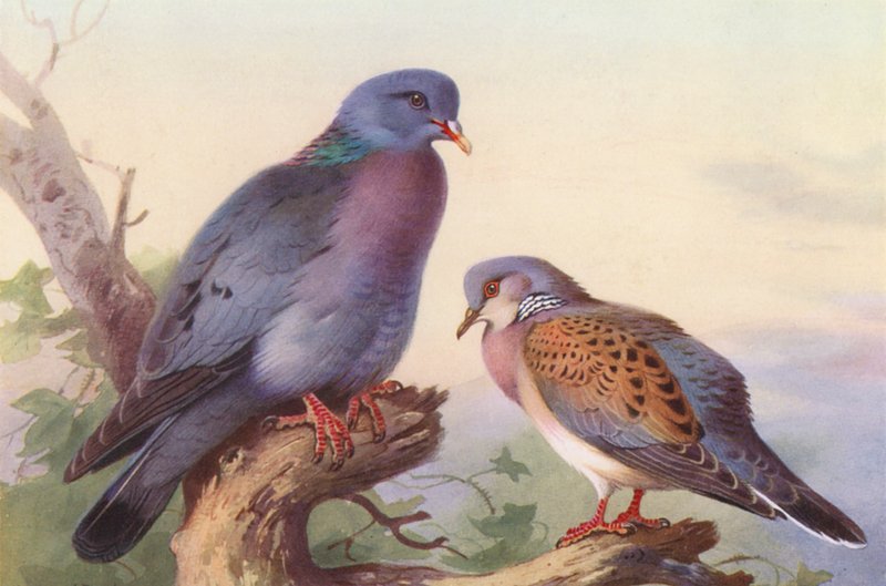Hohltaube, Turteltaube von Archibald Thorburn