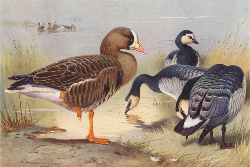Weißwangengans, Nonnengans von Archibald Thorburn