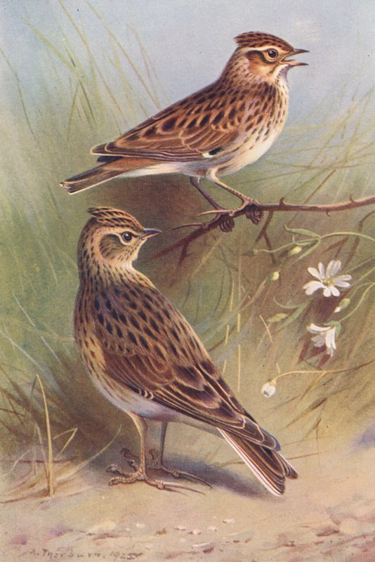 Heidelerche, Feldlerche von Archibald Thorburn