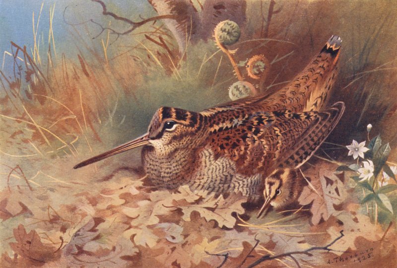Waldschnepfe von Archibald Thorburn