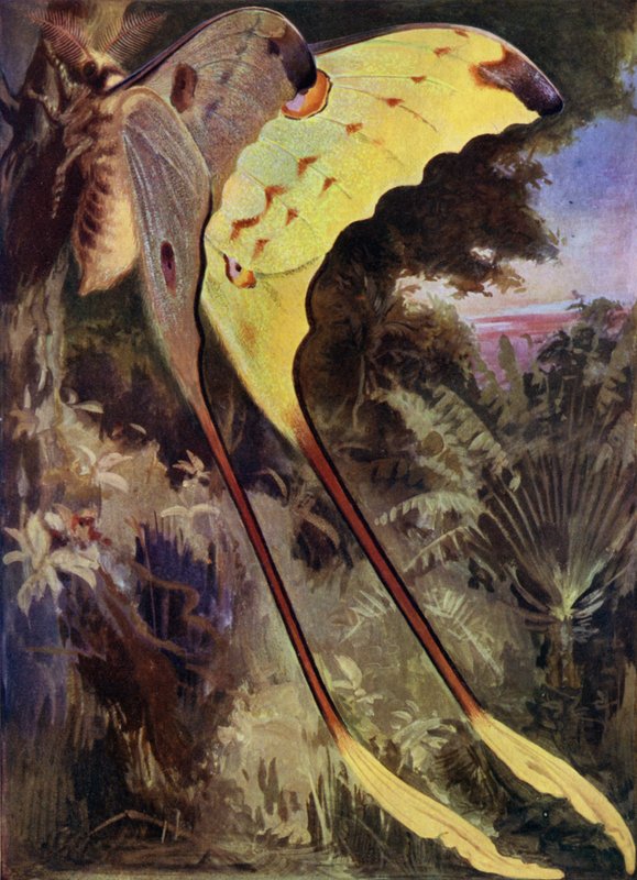 Ein Riesenschmetterling aus Madagaskar von Arthur Twidle