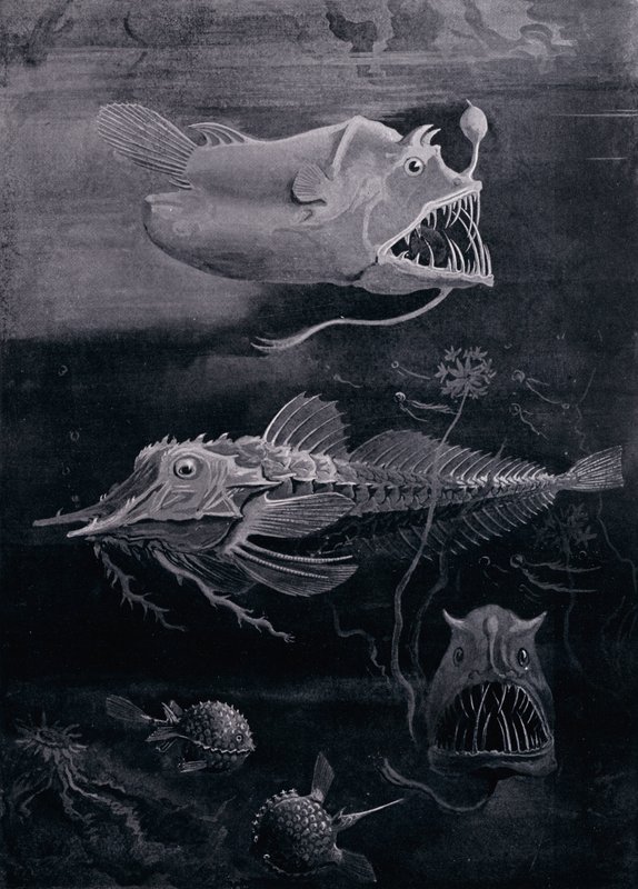 Tiefseefisch von Arthur Twidle