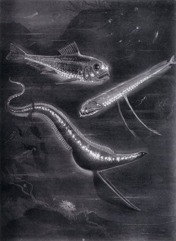 Selbstleuchtende Fische von Arthur Twidle