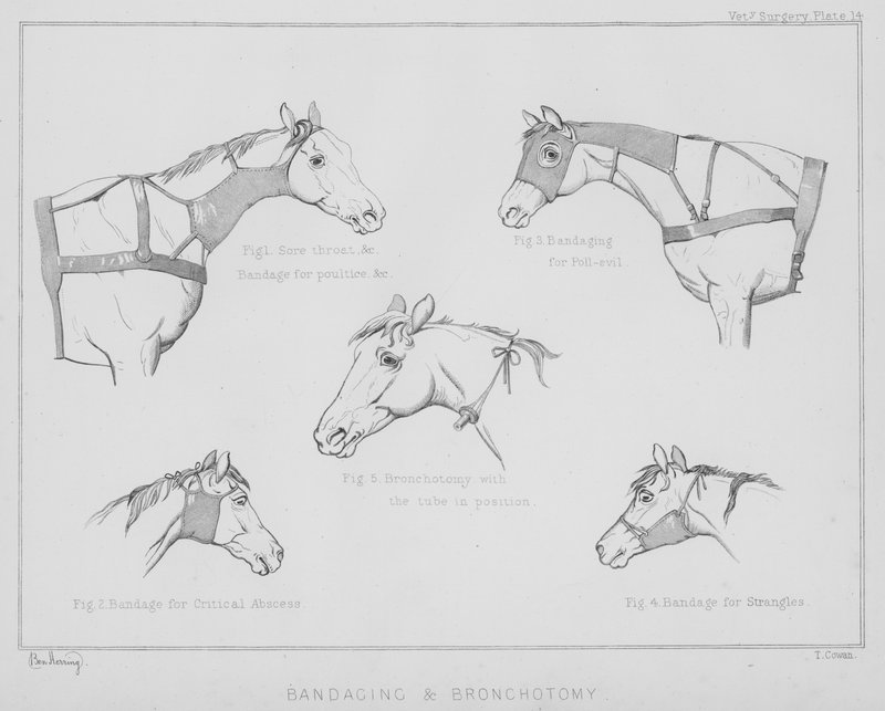 Verband und Bronchotomie von Benjamin Herring