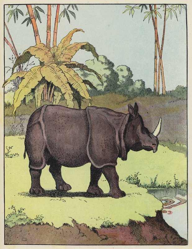 Indisches Nashorn von Benjamin Rabier