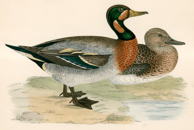 Bimakulierte Ente von Beverley R. Morris