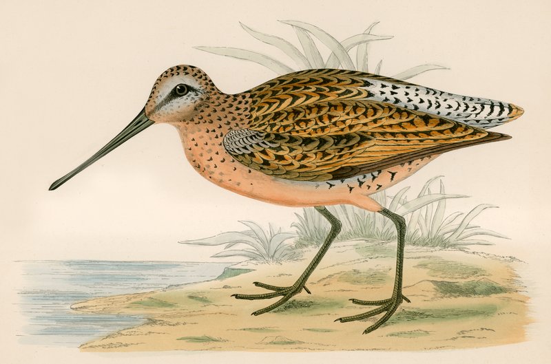 Braune Schnepfe von Beverley R. Morris