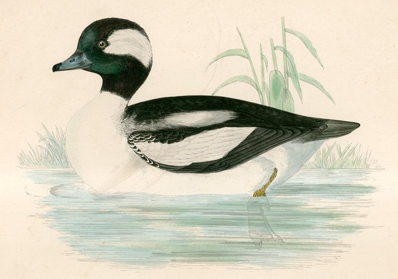 Büffelkopfente von Beverley R. Morris