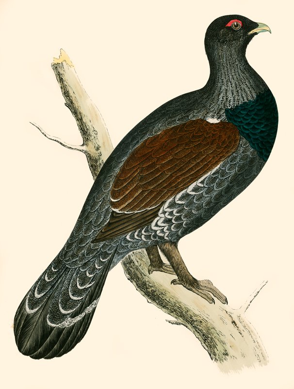 Auerhahn von Beverley R. Morris