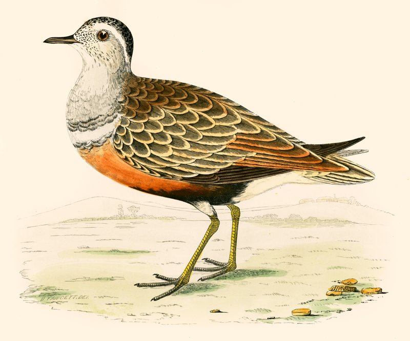 Mornellregenpfeifer von Beverley R. Morris