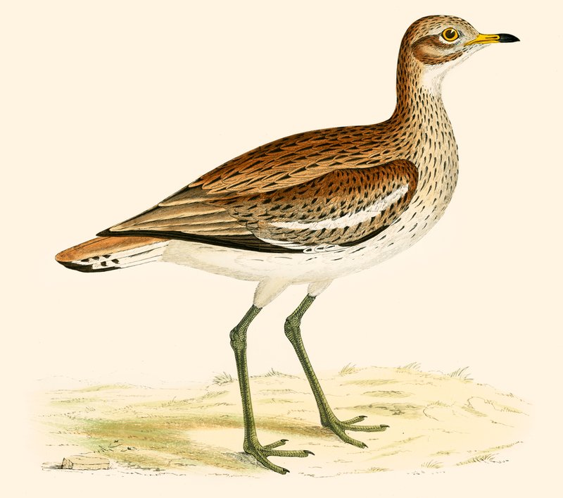 Großer Brachvogel von Beverley R. Morris