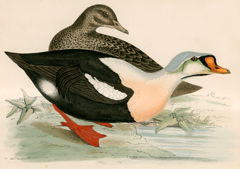 König Ente von Beverley R. Morris