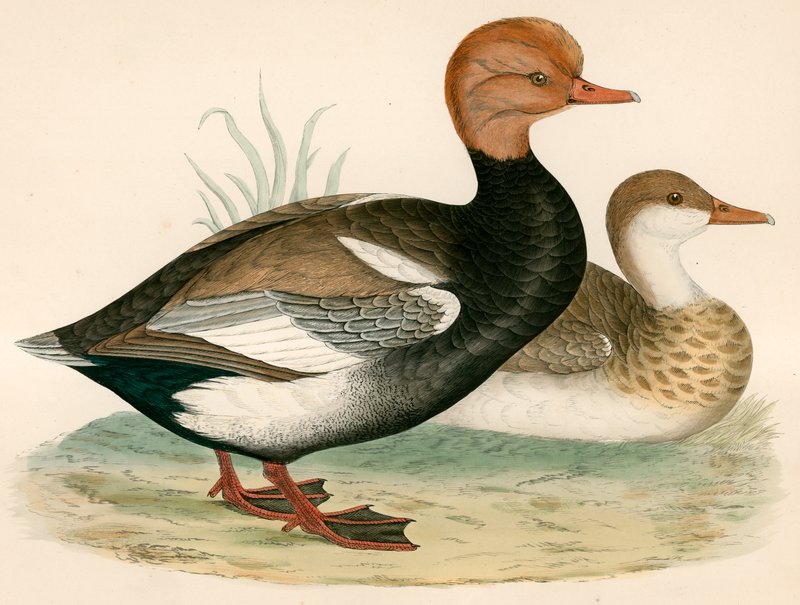 Rotschopf-Pfeifente von Beverley R. Morris