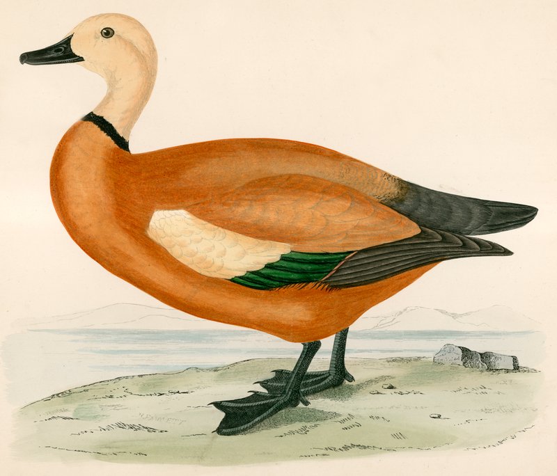 Rotschulterente von Beverley R. Morris
