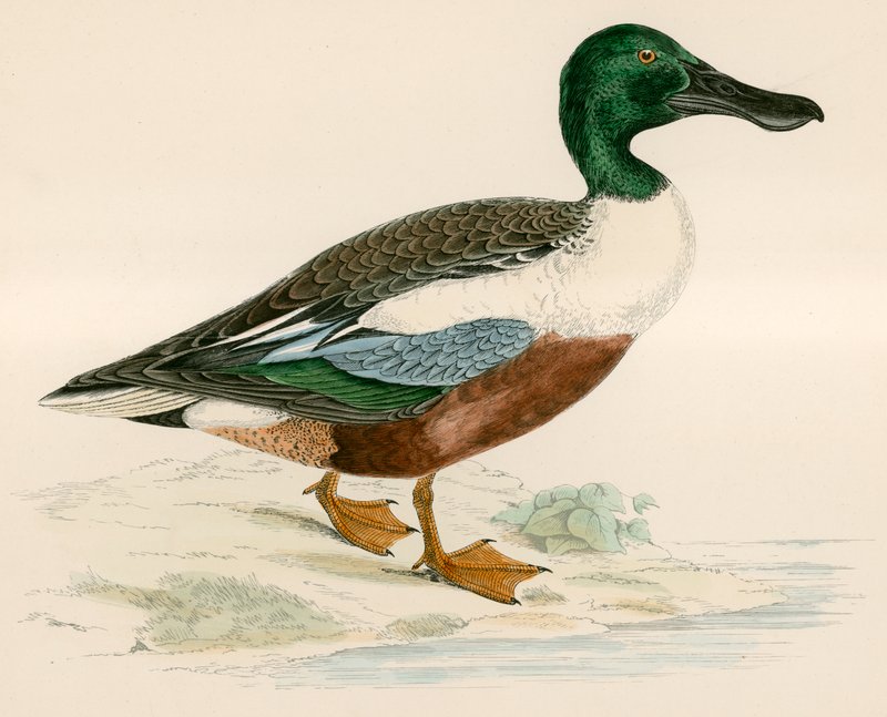 Löffelente von Beverley R. Morris