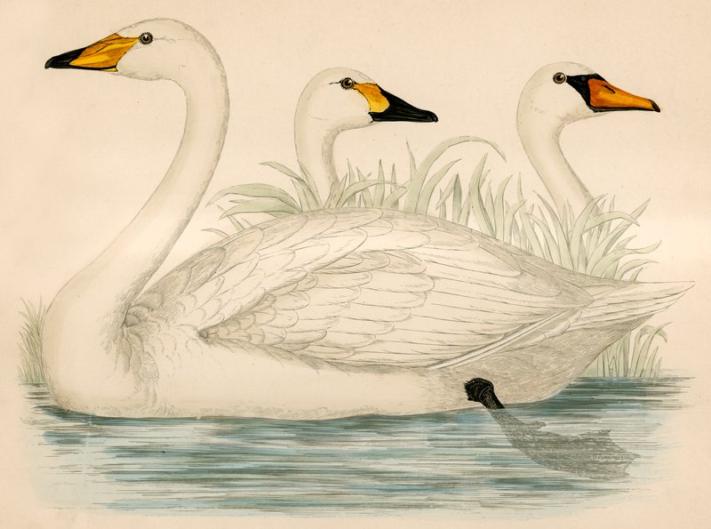 Schwäne von Beverley R. Morris