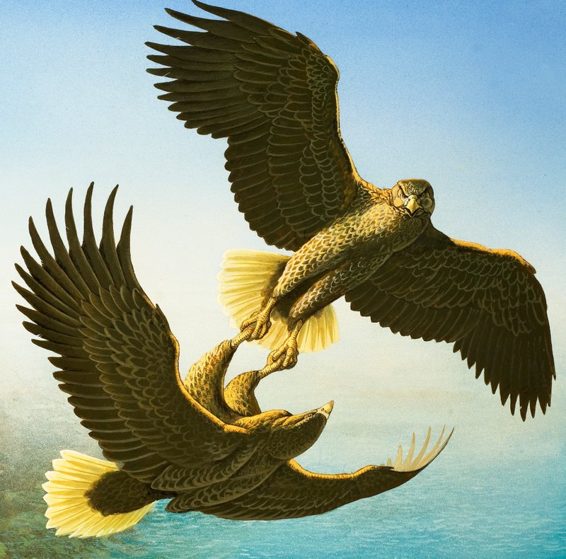 Seeadler von Bob Hersey