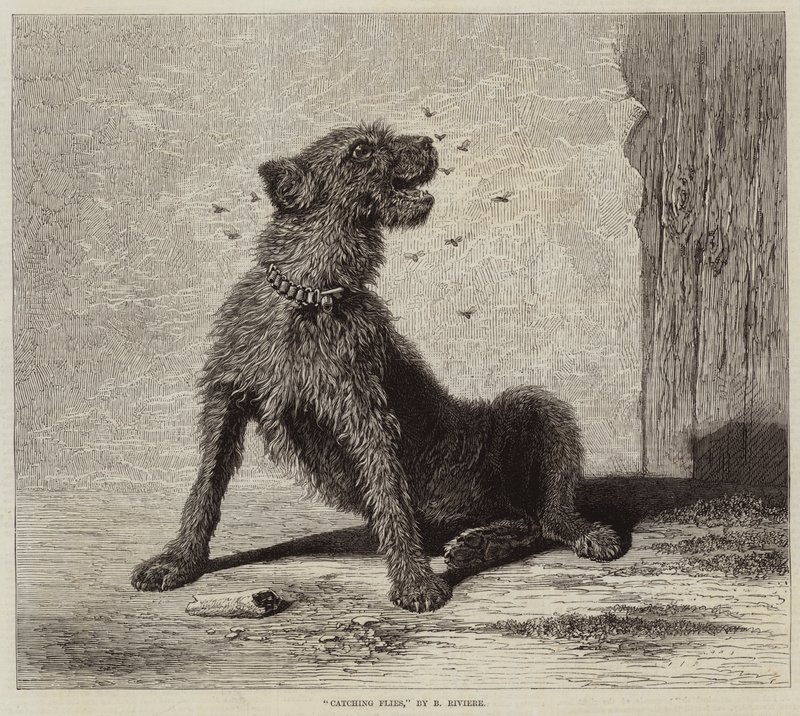 Fliegen fangen von Briton Riviere