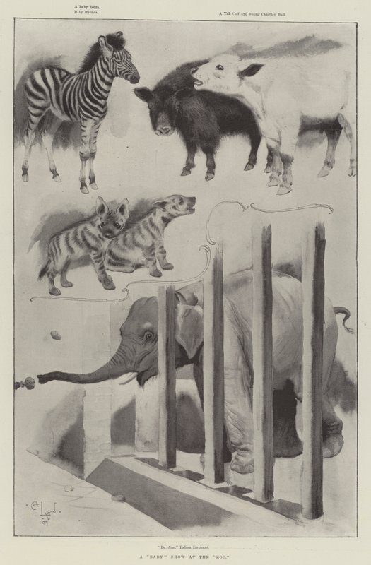 Eine Babyschau im Zoo von Cecil Charles Windsor Aldin