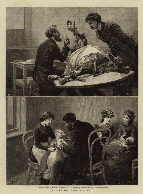 Impfung vom Kalb von Charles J. Staniland