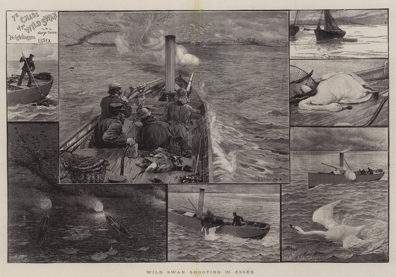 Wilde Schwanenjagd in Essex von Charles J. Staniland